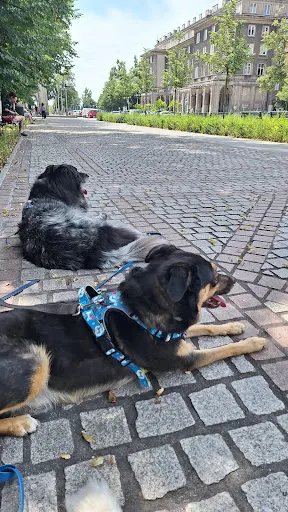 Na psi rozum - behawiorysta, trener psów